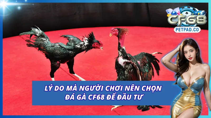Những lý do mà người chơi nên chọn Đá Gà CF68